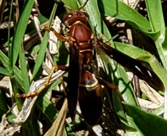 Polistes