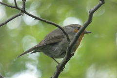 Erithacus rubecula