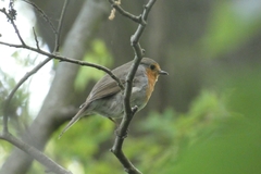 Erithacus rubecula