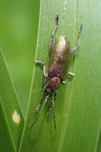 Grooved Leaf Beetle, 3434 Nieuwegein, Nederland, photo 7 of 10