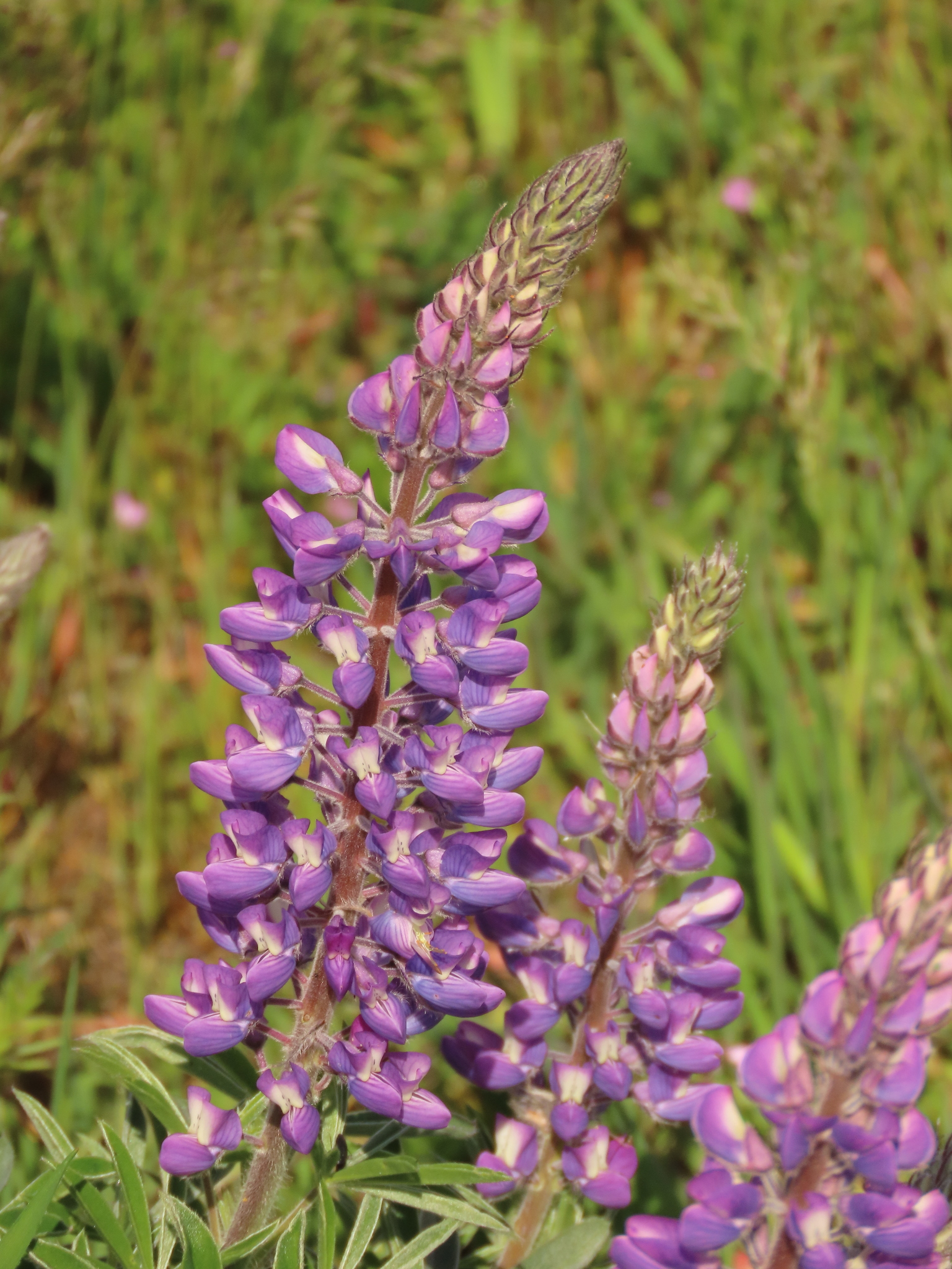 Lupinus sericeus var. thompsonianus