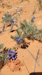 Sophora stenophylla