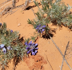 Sophora stenophylla