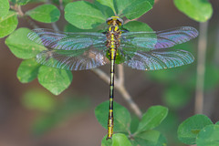 Phanogomphus militaris