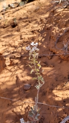 Dimorphocarpa wislizeni