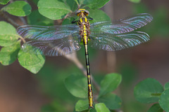 Phanogomphus militaris