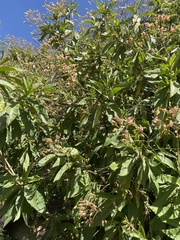 Nicotiana tomentosa