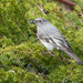 Townsend's Solitaire - Photo (c) Andrew Hart, some rights reserved (CC BY-NC), uploaded by Andrew Hart