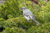 Townsend's Solitaire - Photo (c) Andrew Hart, some rights reserved (CC BY-NC), uploaded by Andrew Hart