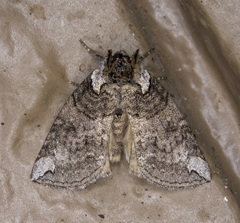 Euthyatira semicircularis