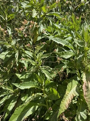 Nicotiana tomentosa
