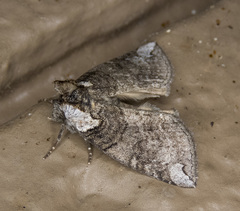 Euthyatira semicircularis