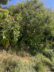 Nicotiana tomentosa