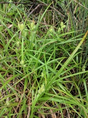 Cyperus cyperoides