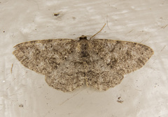 Melanolophia imitata