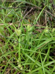 Cyperus cyperoides