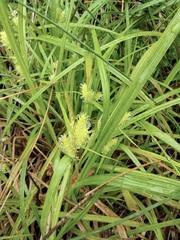 Cyperus cyperoides
