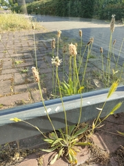 Plantago lanceolata