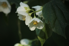 Philadelphus coronarius