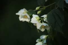 Philadelphus coronarius