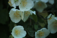 Philadelphus coronarius