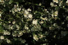 Philadelphus coronarius