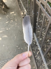 Columba livia domestica