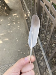 Columba livia domestica