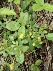 Potentilla freyniana