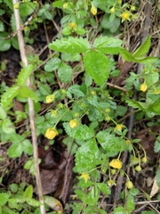 Potentilla freyniana