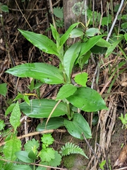 Tricyrtis maculata