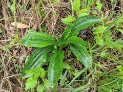 Plantago asiatica