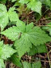 Geranium wilfordii