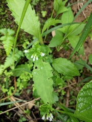 Trigonotis peduncularis