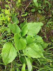Hosta plantaginea