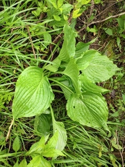 Hosta plantaginea