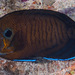 Brown Pygmy Angelfish - Photo (c) François Libert, some rights reserved (CC BY-SA)