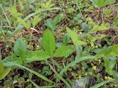 Potentilla freyniana