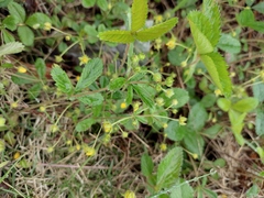 Potentilla freyniana