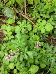 Tiarella polyphylla