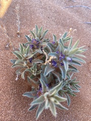 Evolvulus nuttallianus