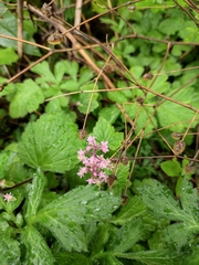 Tiarella polyphylla