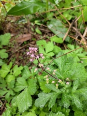 Tiarella polyphylla