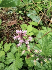 Tiarella polyphylla