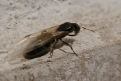 Liometopum microcephalum