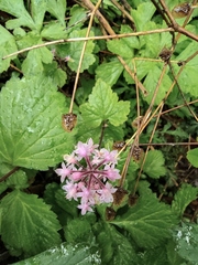 Tiarella polyphylla