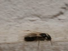 Liometopum microcephalum