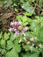Tiarella polyphylla