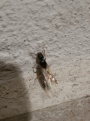 Liometopum microcephalum