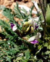 Astragalus naturitensis